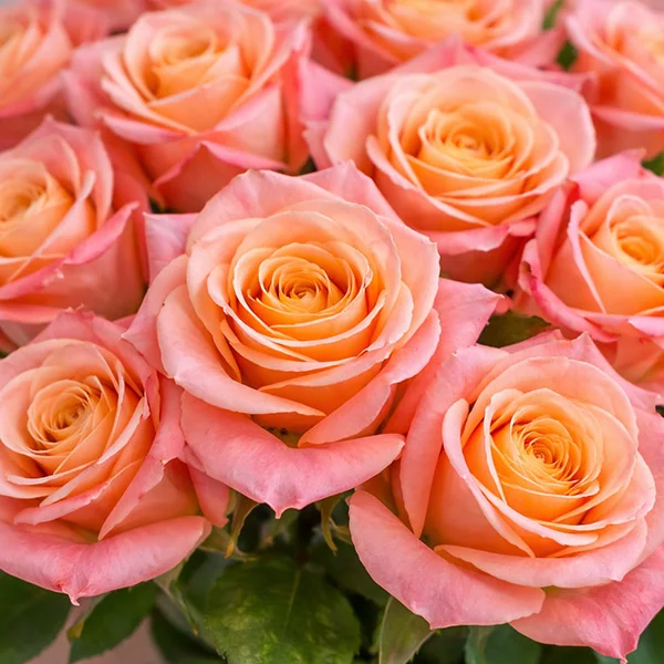 Букет персиковых роз - Мисс Пигги